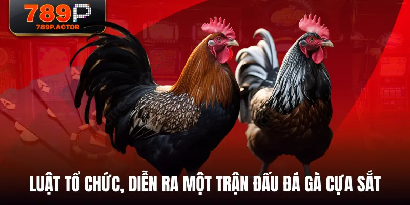 Luật tổ chức, diễn ra một trận đấu Đá Gà Cựa Sắt